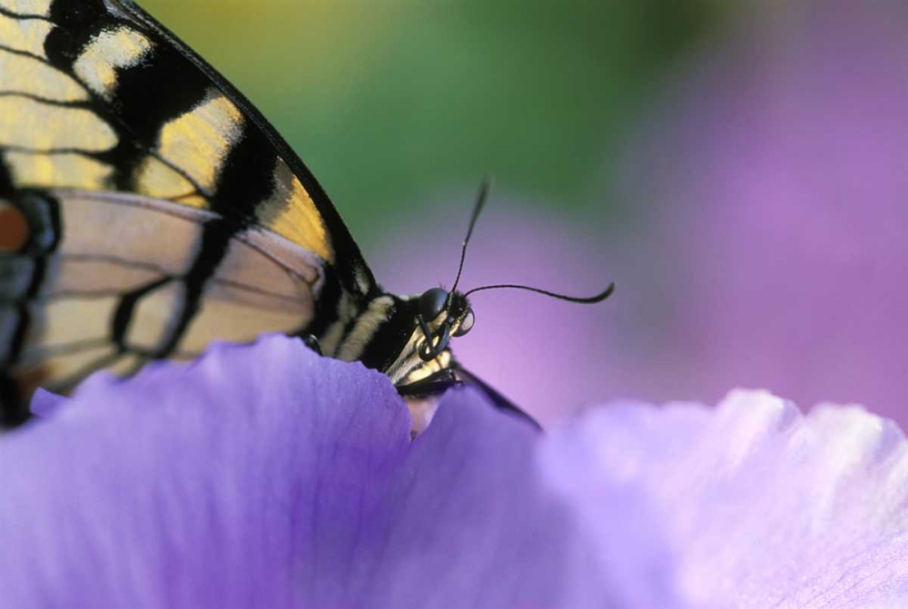 Swallowtail Butterfly on Petunia in Garden art print by Nancy Rotenberg for $57.95 CAD