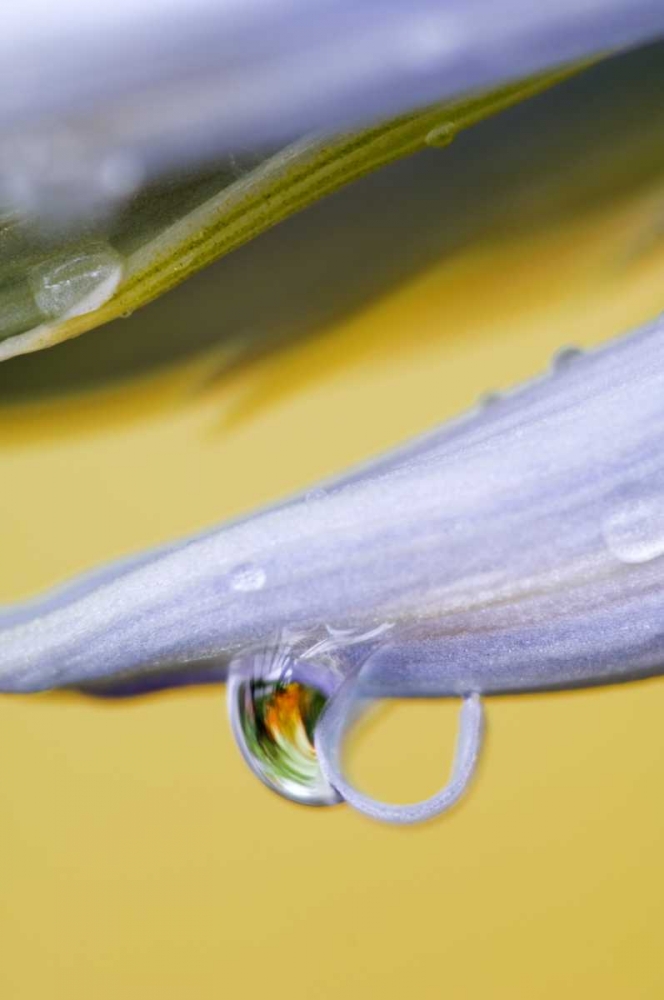 Flower petal with drop and reflection art print by Nancy Rotenberg for $57.95 CAD