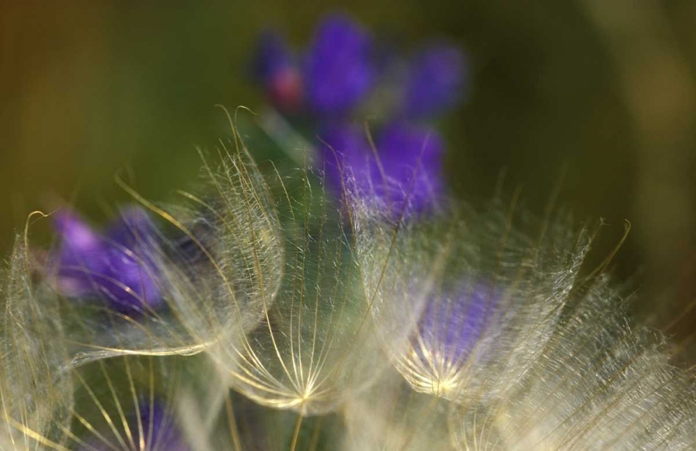 Seedheads blowing in the garden art print by Nancy Rotenberg for $57.95 CAD