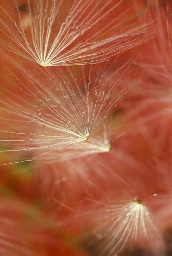 Seedheads Flying in Fall art print by Nancy Rotenberg for $57.95 CAD