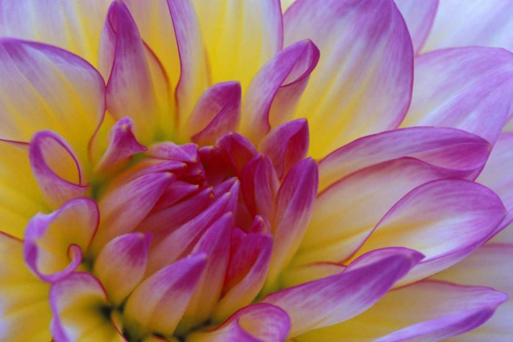 Dahlia close-up art print by Dennis Kirkland for $57.95 CAD