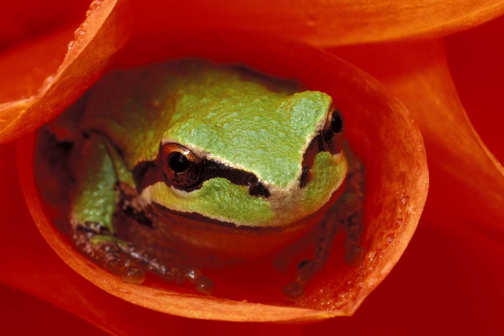 Pacific Chorus frog in dahlia art print by Dennis Kirkland for $57.95 CAD