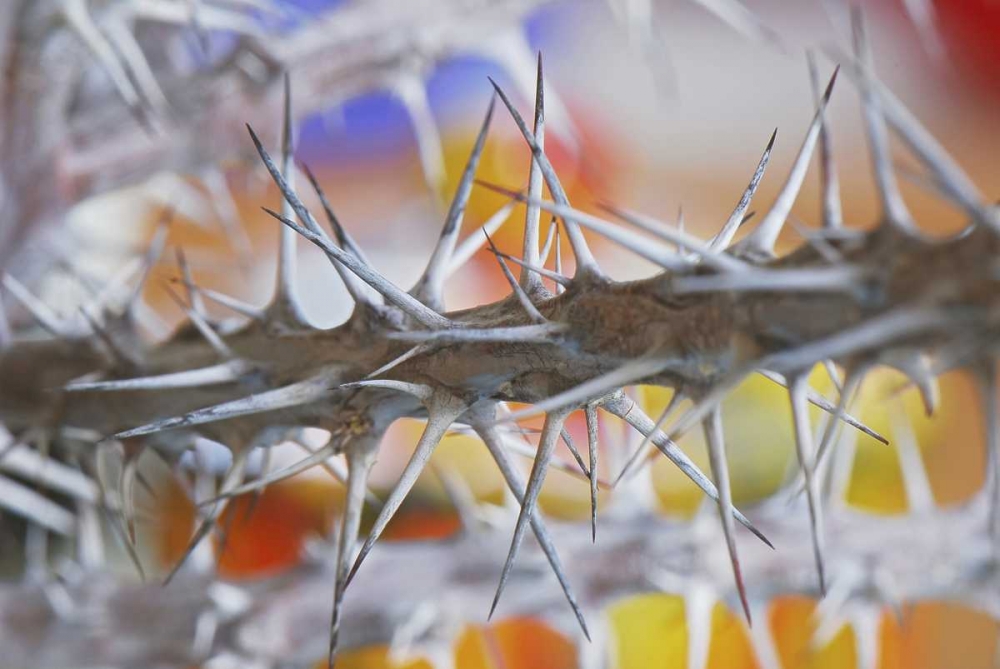 Detail of crown of thorns plant art print by Steve Terrill for $57.95 CAD