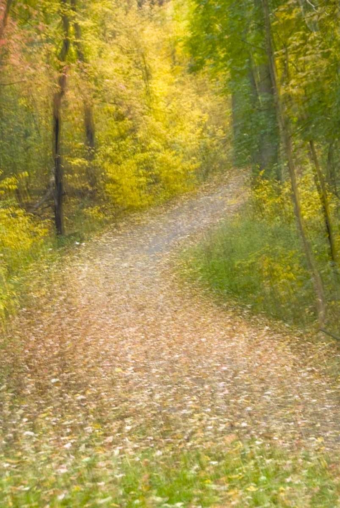 Trees in Autumn and leaf-covered pathway art print by Jay OBrien for $57.95 CAD