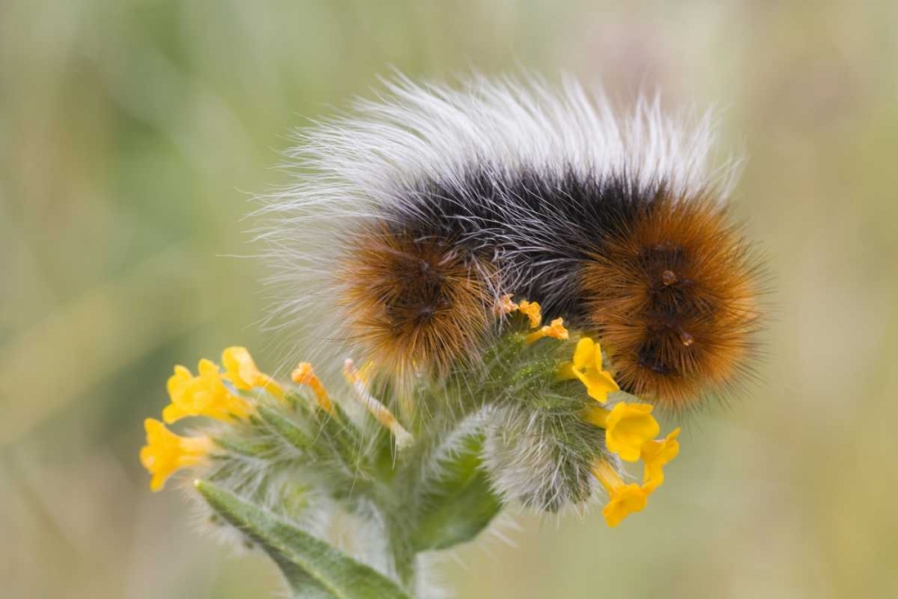 Close-up of caterpillar on flower art print by Don Paulson for $57.95 CAD