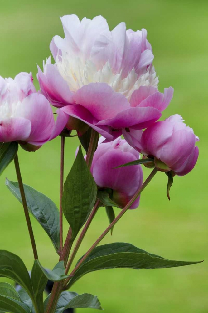 Detail of peony flowers art print by Don Paulson for $57.95 CAD