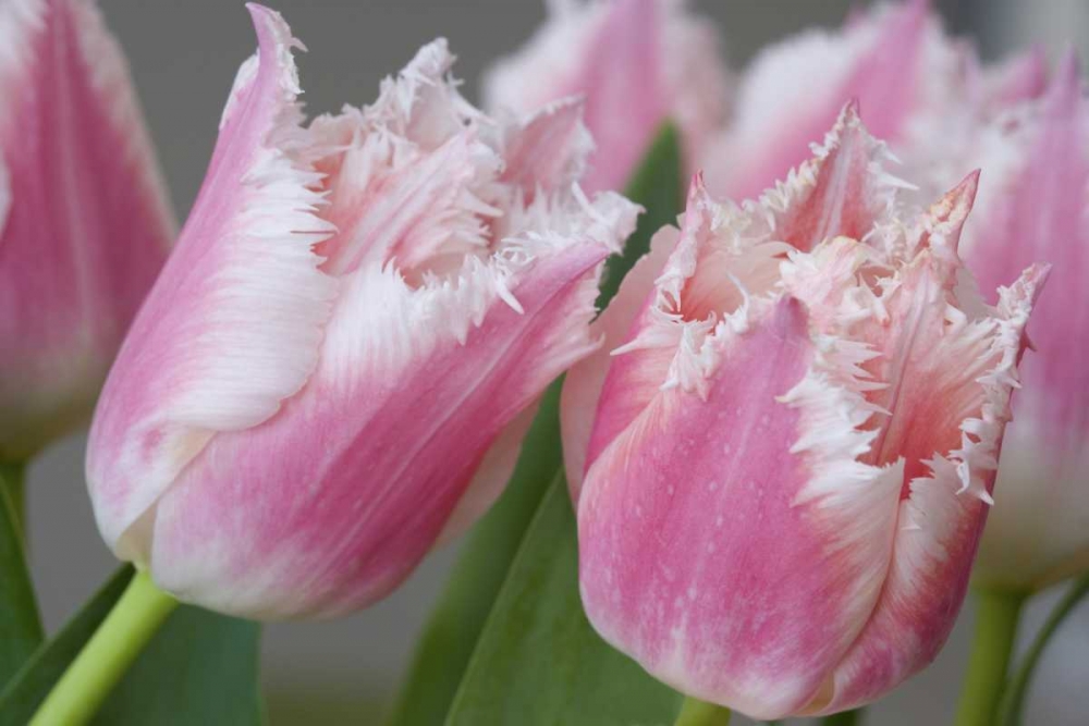 Detail of parrot tulips art print by Don Paulson for $57.95 CAD