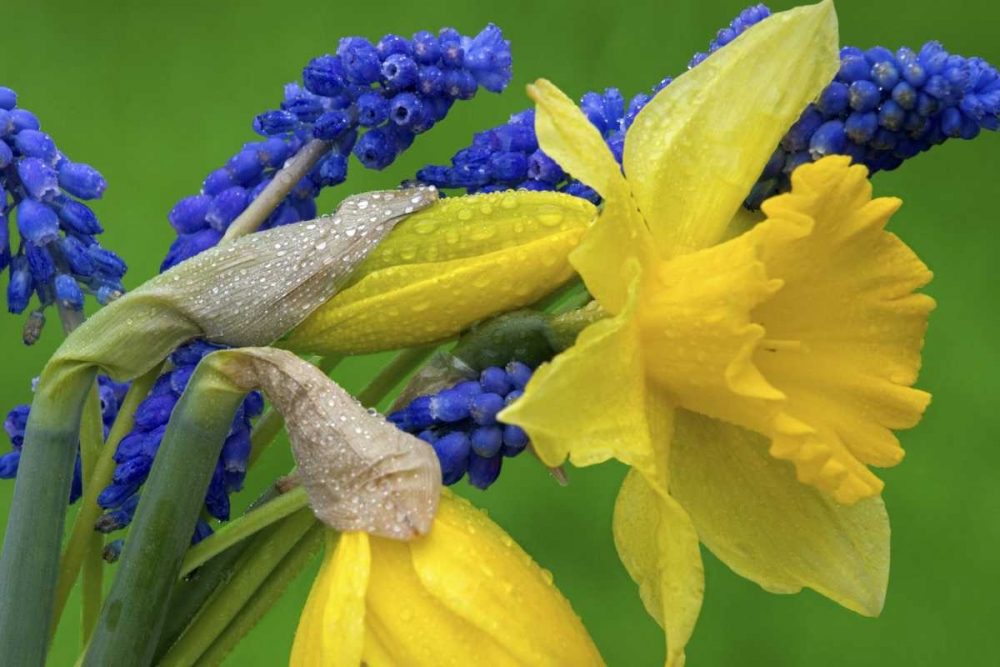 Detail of daffodil and hyacinth flowers art print by Don Paulson for $57.95 CAD