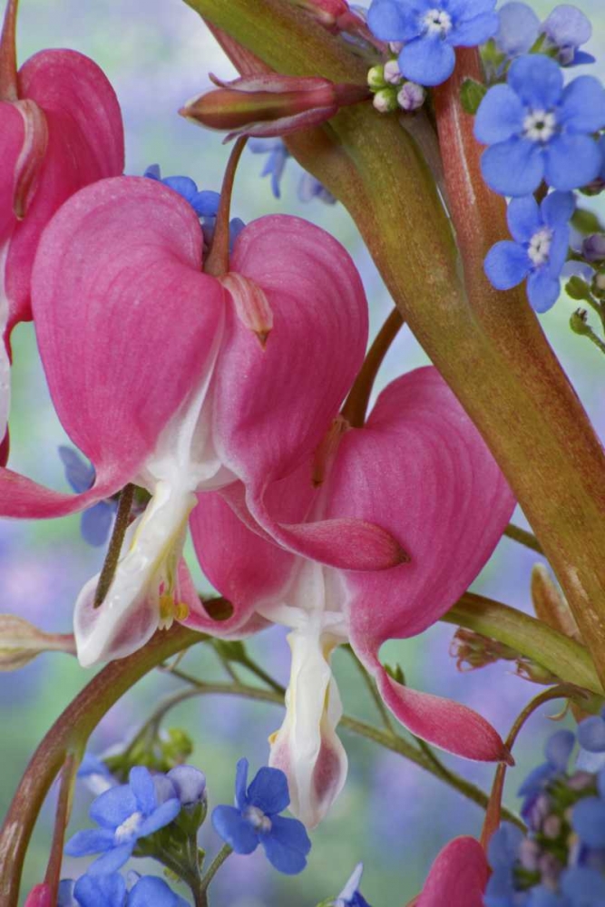 Bleeding hearts and Brunnera Jack Frost flowers art print by Don Paulson for $57.95 CAD