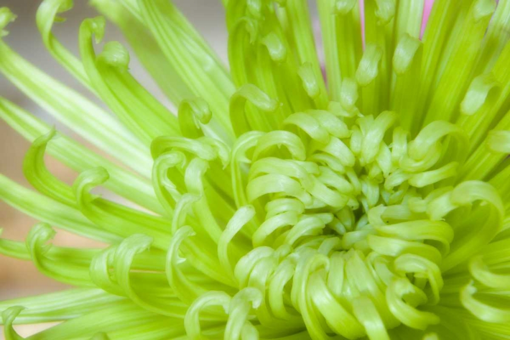 Close-up of spider chrysanthemum art print by Don Paulson for $57.95 CAD