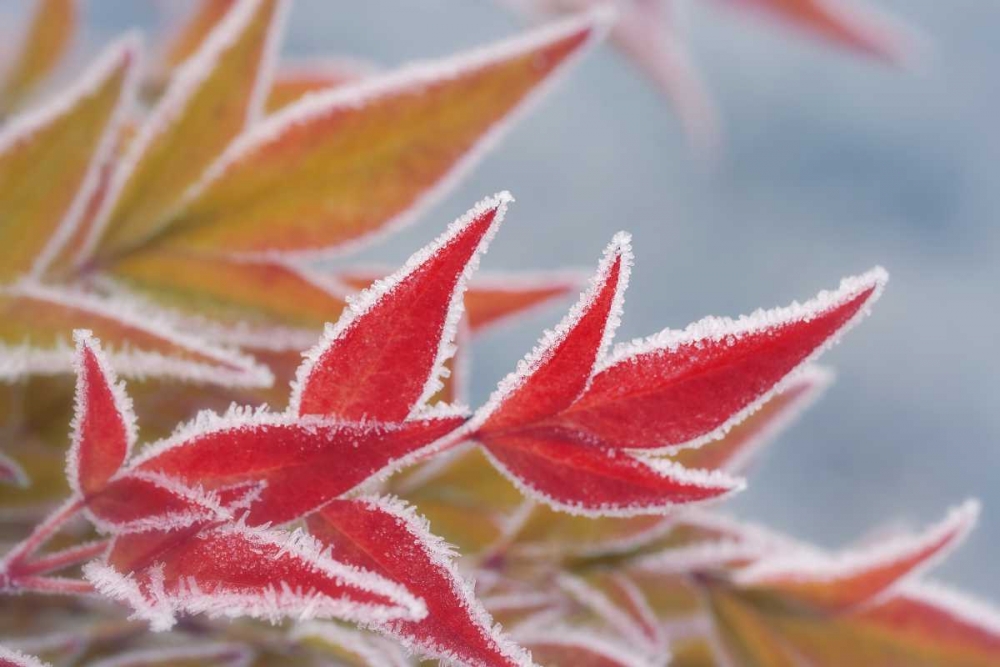 Frost-rimmed leaves in winter art print by Don Paulson for $57.95 CAD