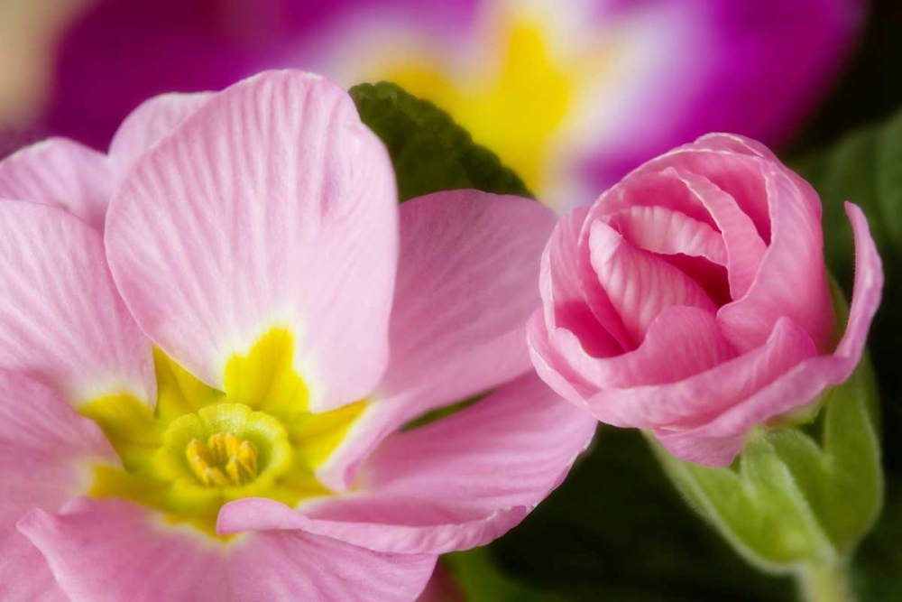 Detail of primrose blossoms art print by Don Paulson for $57.95 CAD