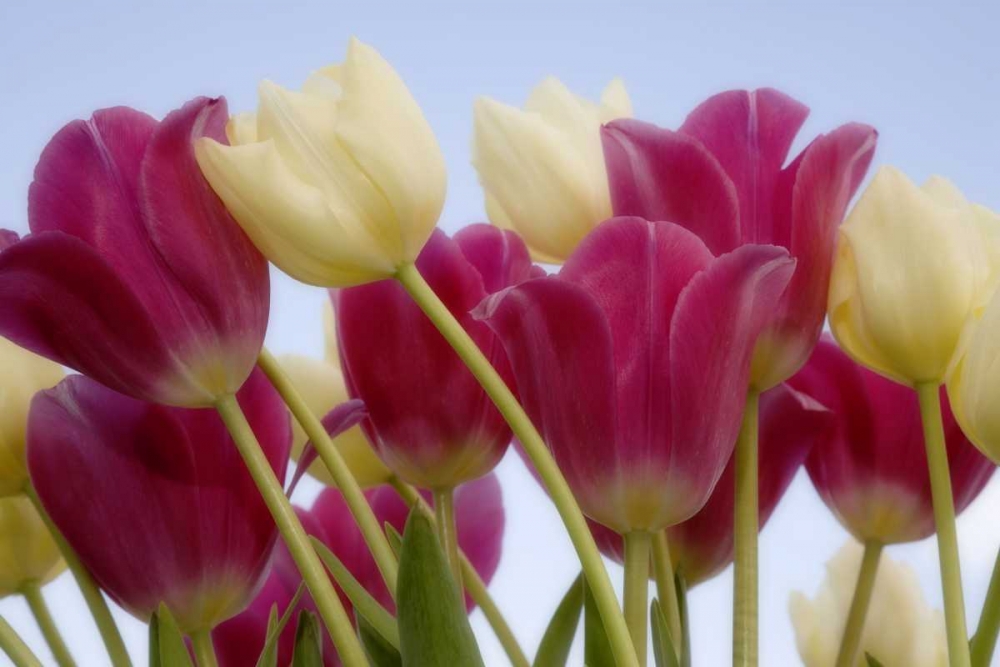 Detail of tulips art print by Don Paulson for $57.95 CAD