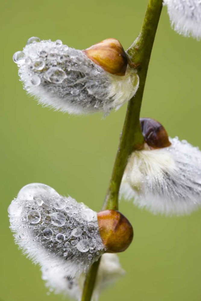 Close-up of rain drops on pussy willows art print by Don Paulson for $57.95 CAD