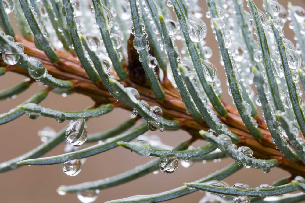 Rain drops on spruce tree bough art print by Don Paulson for $57.95 CAD