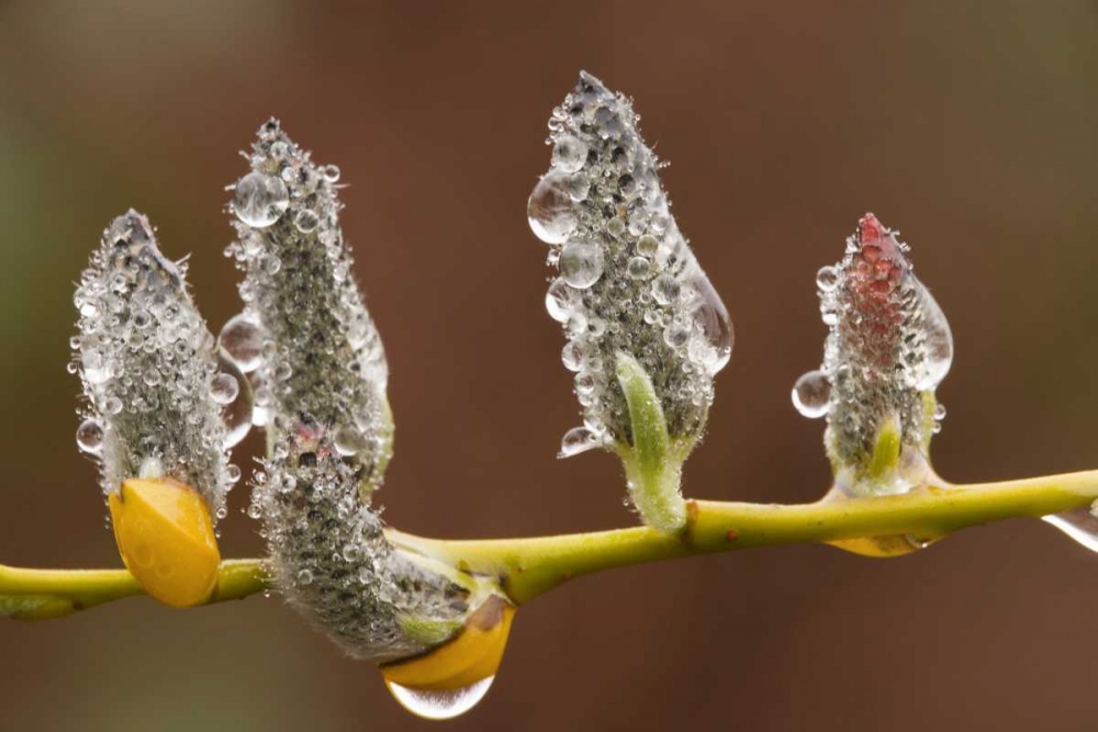 Close-up of raindrops on pussy willows art print by Don Paulson for $57.95 CAD