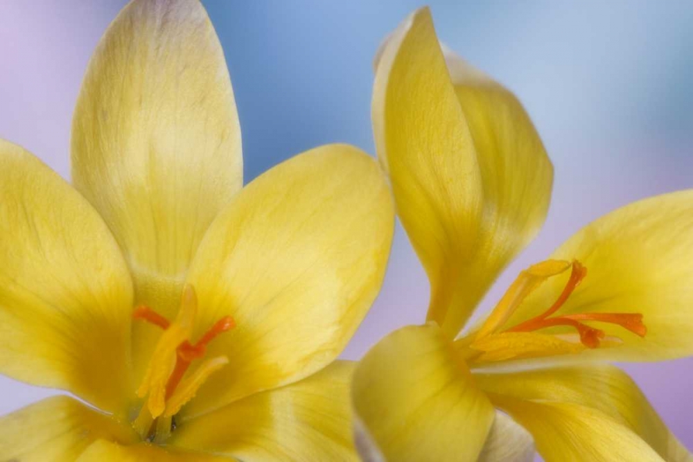 Detail of yellow crocus in spring art print by Don Paulson for $57.95 CAD