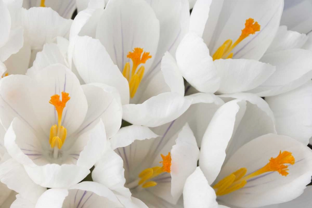 Detail of white crocus in spring art print by Don Paulson for $57.95 CAD
