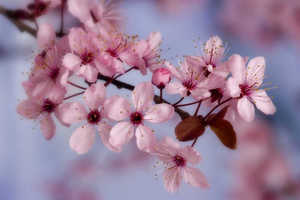 Close-up of cherry blossoms or sakura art print by Don Paulson for $57.95 CAD