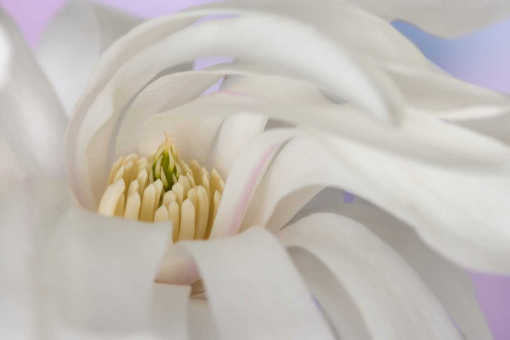 Detail of star magnolia flower art print by Don Paulson for $57.95 CAD