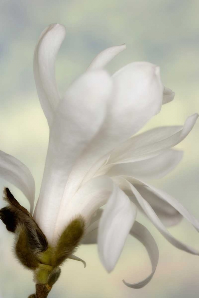 A single star magnolia flower art print by Don Paulson for $57.95 CAD