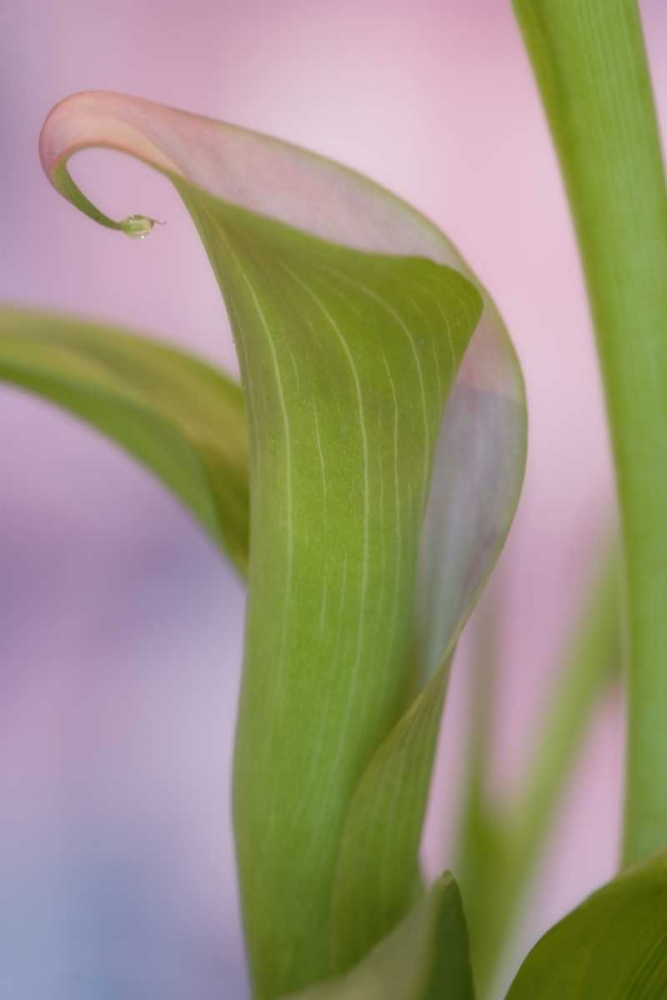 Close-up of calla Lily art print by Don Paulson for $57.95 CAD
