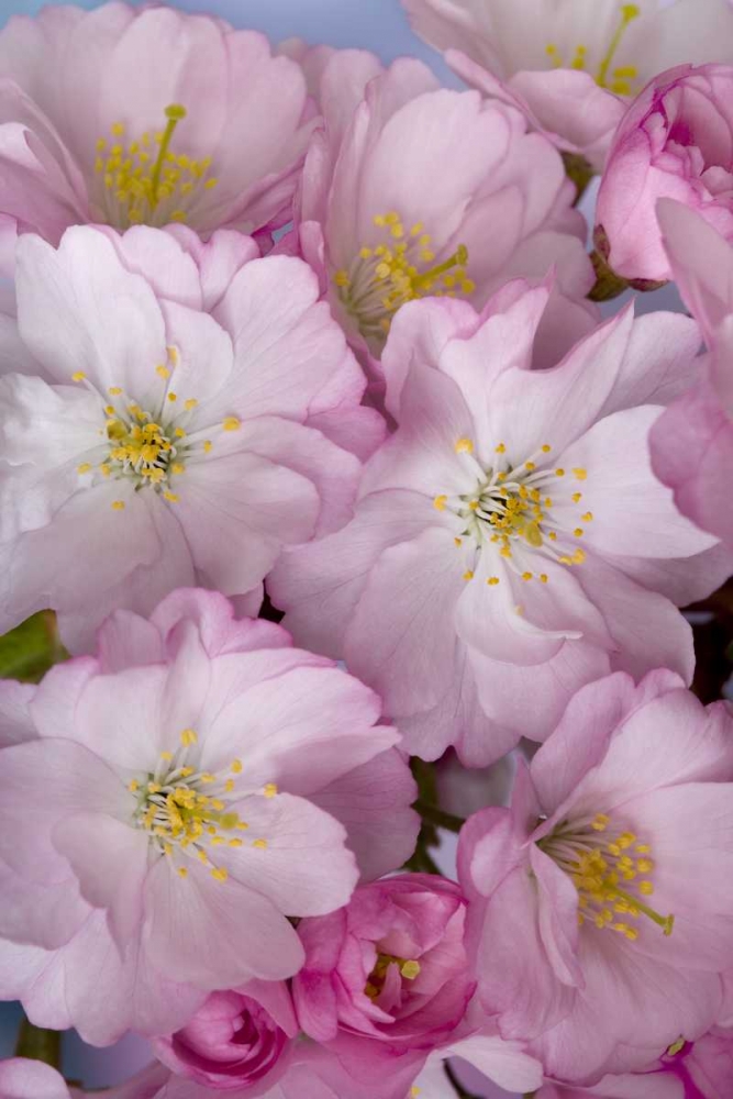 A group of cherry blossoms or sakura in spring art print by Don Paulson for $57.95 CAD