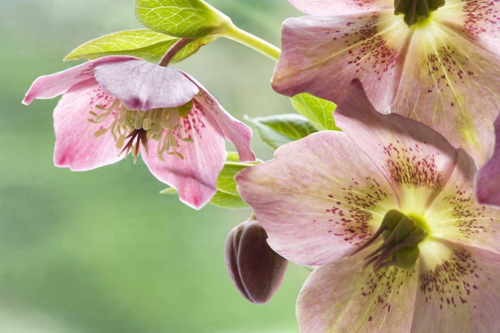 Close-up of hellebore flowers and bud art print by Don Paulson for $57.95 CAD