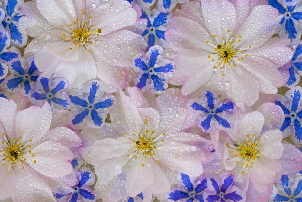 Cherry blossoms and blue flowers with dew art print by Don Paulson for $57.95 CAD