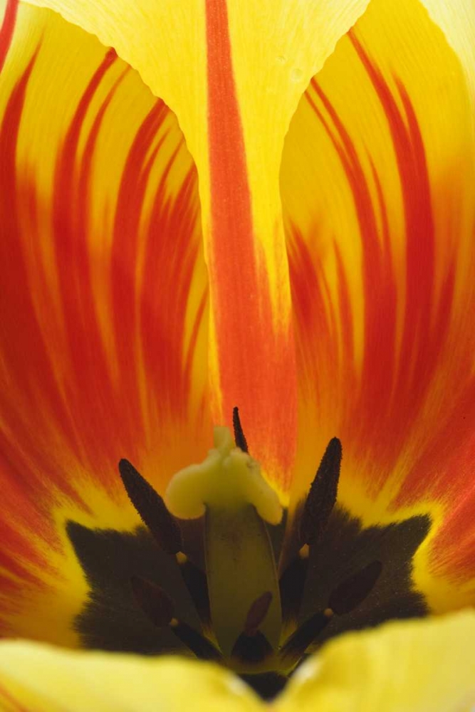 Detail of Rembrandt tulip flower art print by Don Paulson for $57.95 CAD