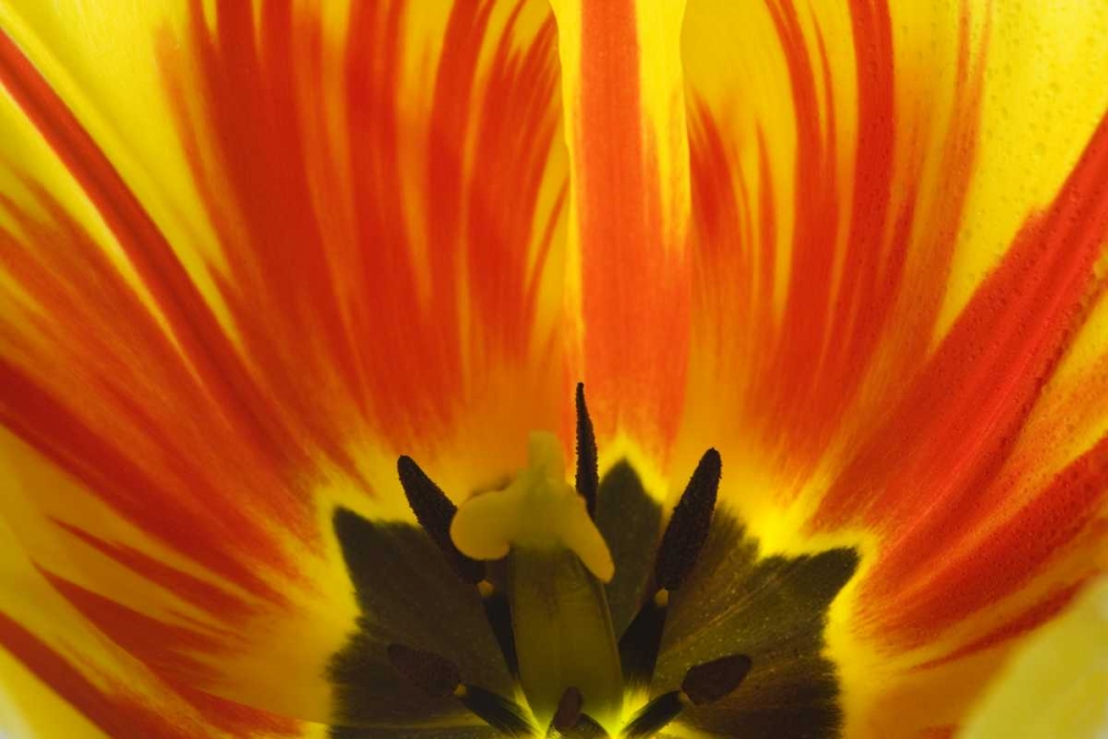 Detail of Rembrandt tulip flower art print by Don Paulson for $57.95 CAD