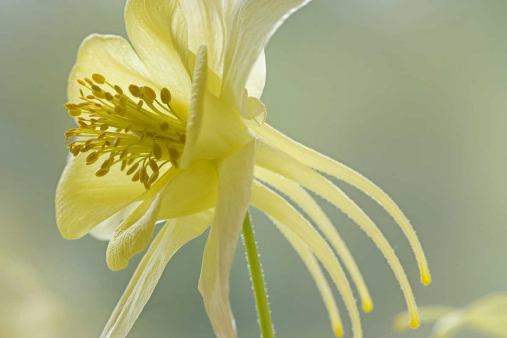 Close-up of yellow columbine flower art print by Don Paulson for $57.95 CAD