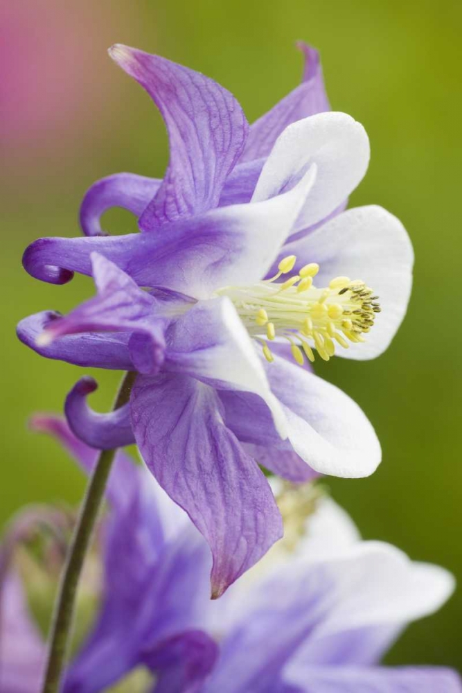 Columbine flower close-up in garden art print by Don Paulson for $57.95 CAD