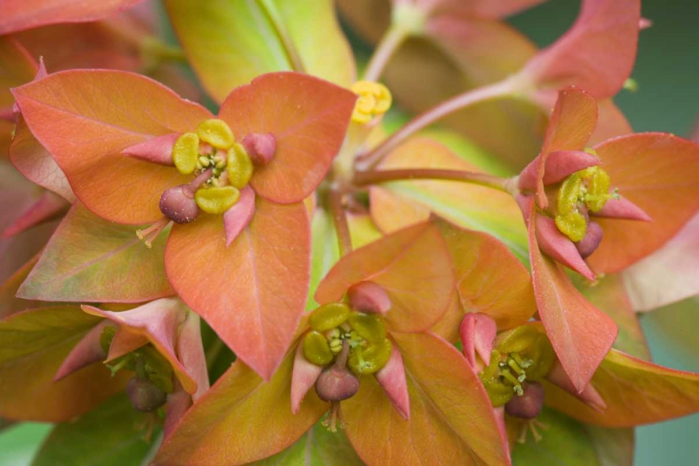 Griffiths spurge flowers close-up art print by Don Paulson for $57.95 CAD