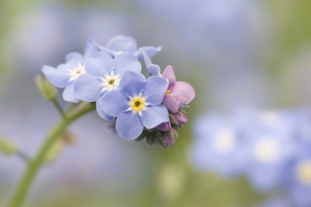 Close-up of forget-me-not in a garden art print by Don Paulson for $57.95 CAD