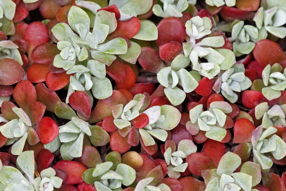 Broad-leafed stonecrop plant detail art print by Don Paulson for $57.95 CAD