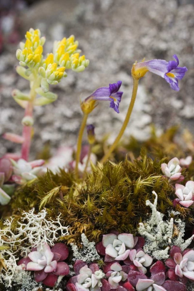 Close up of alpine flowers as ground cover art print by Don Paulson for $57.95 CAD