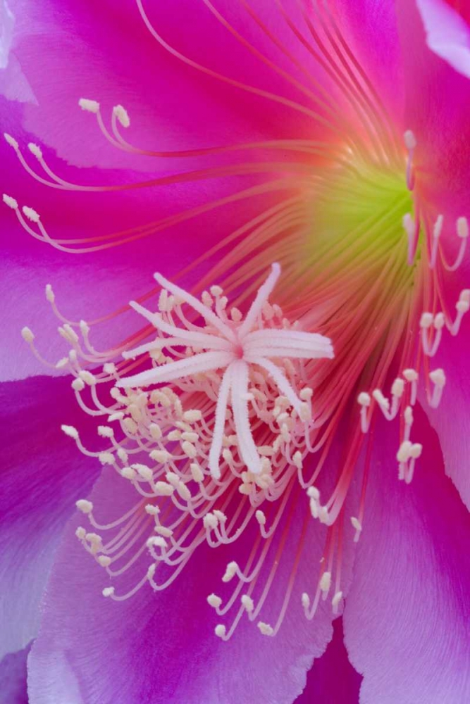 Orchid cactus flower, Epiphyllum ackermannii art print by Don Paulson for $57.95 CAD