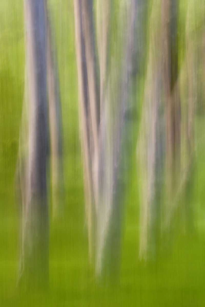 Alder tree abstract art print by Don Paulson for $57.95 CAD