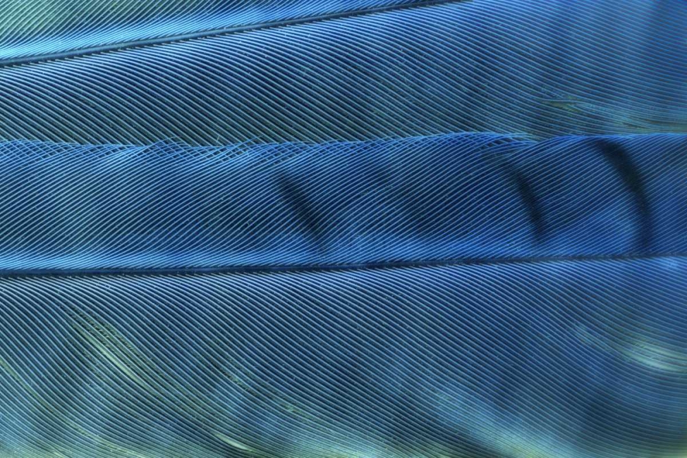 Detail of blue Jay feathers art print by Don Paulson for $57.95 CAD