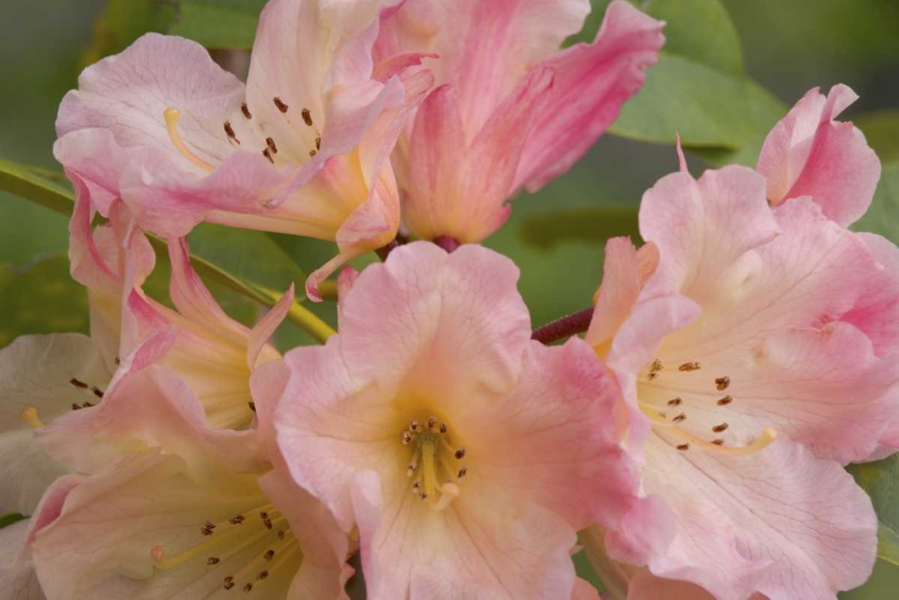 Close-up of pink rhododendron blossoms art print by Don Paulson for $57.95 CAD