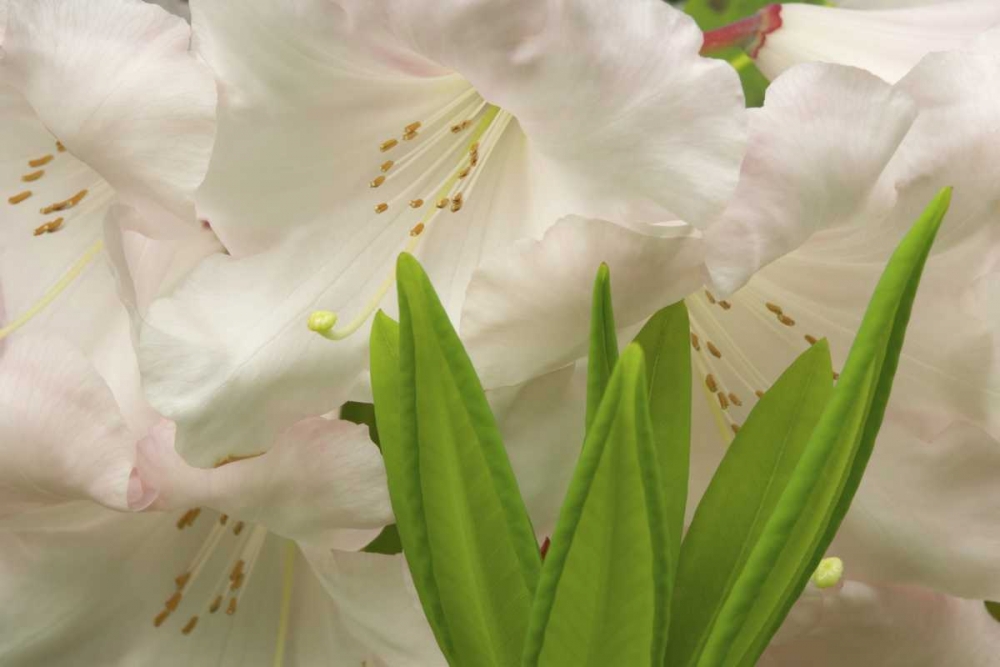 White rhododendron blossoms and leaves art print by Don Paulson for $57.95 CAD