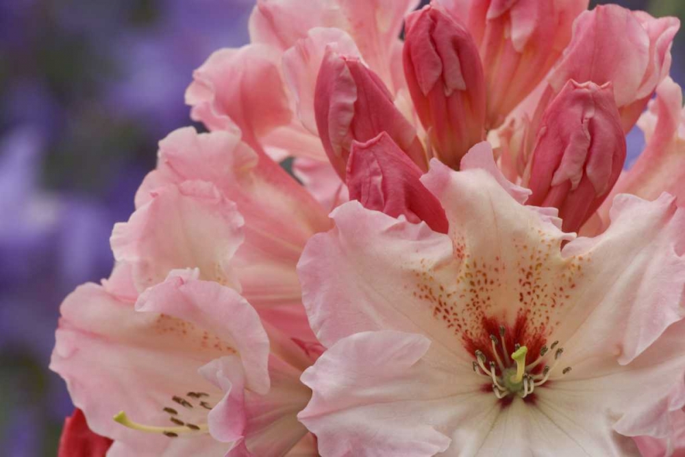 Close-up of pink rhododendron blossoms art print by Don Paulson for $57.95 CAD