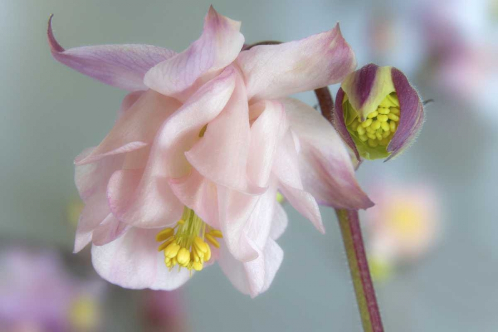 Close-up of columbine flowers art print by Don Paulson for $57.95 CAD