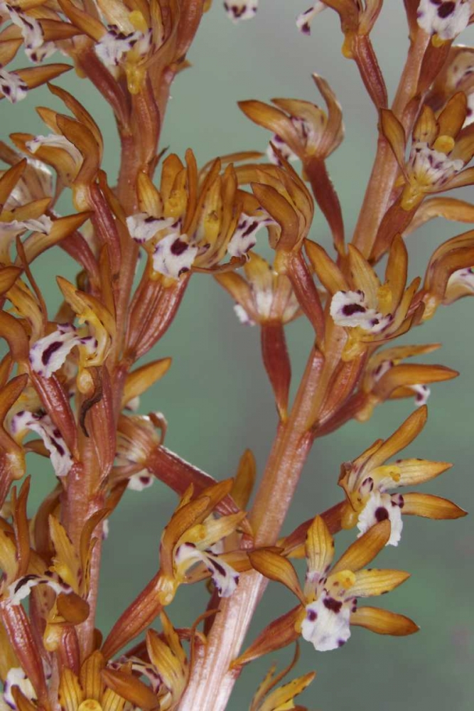 Close-up of spotted coralroot orchid art print by Don Paulson for $57.95 CAD