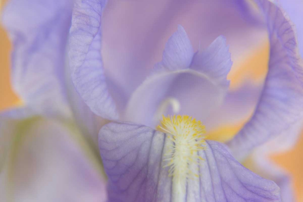 Close-up of iris blossom art print by Don Paulson for $57.95 CAD