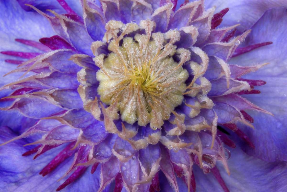 Close-up of clematis blossom art print by Don Paulson for $57.95 CAD