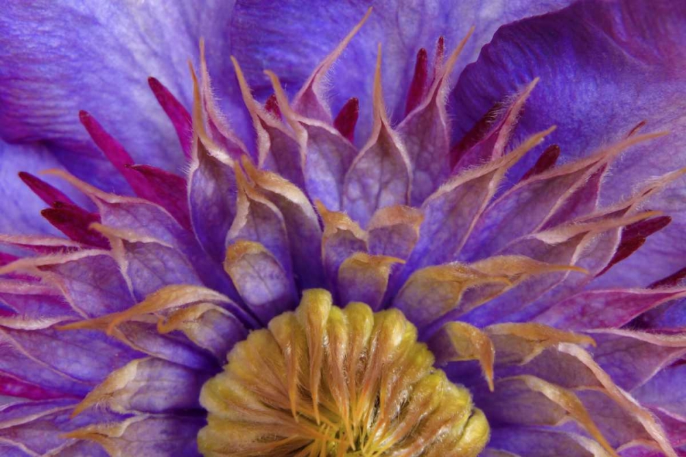 Close-up of part of clematis blossom art print by Don Paulson for $57.95 CAD