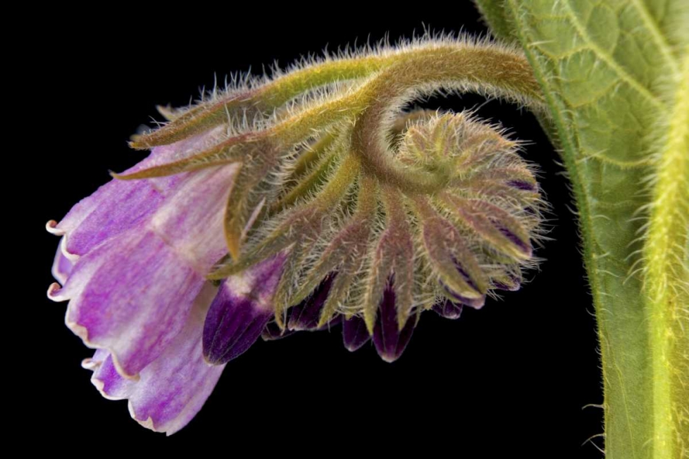 Close-up of borage blossom art print by Don Paulson for $57.95 CAD