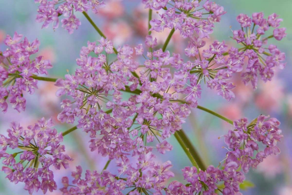Close-up of hairy chervil flowers art print by Don Paulson for $57.95 CAD
